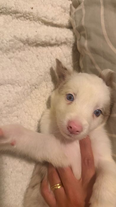 Border collies macho nascido em setembro