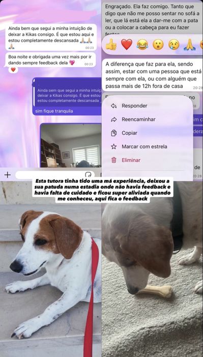 Pet sitting acessível cascais: estadias, visitas, passeios e pet táxi.