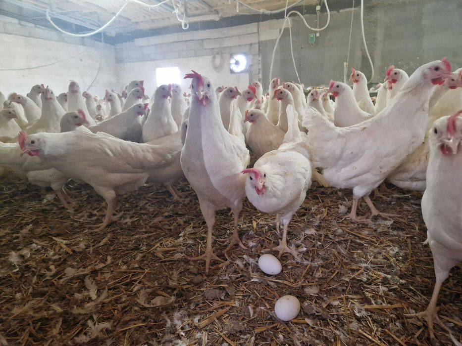 Kurki kokoszki nioski Tetra biała jak leghorn odchowana