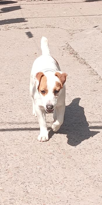 Джек Рассел тер'єр