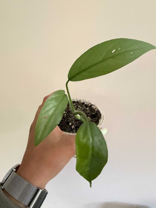 Planta E. Cebu Blue