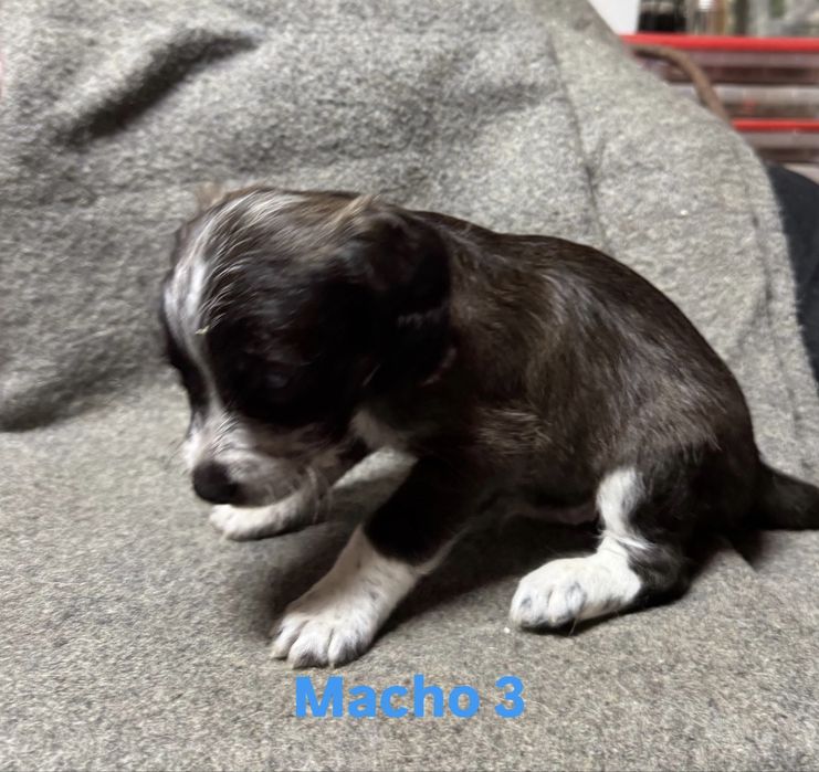 Vendo Cocker Spaniel