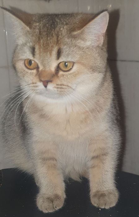 Скоттиш страйт,девочка.