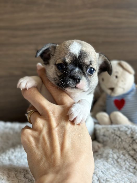 CHIHUAHUA chlopiec  :)