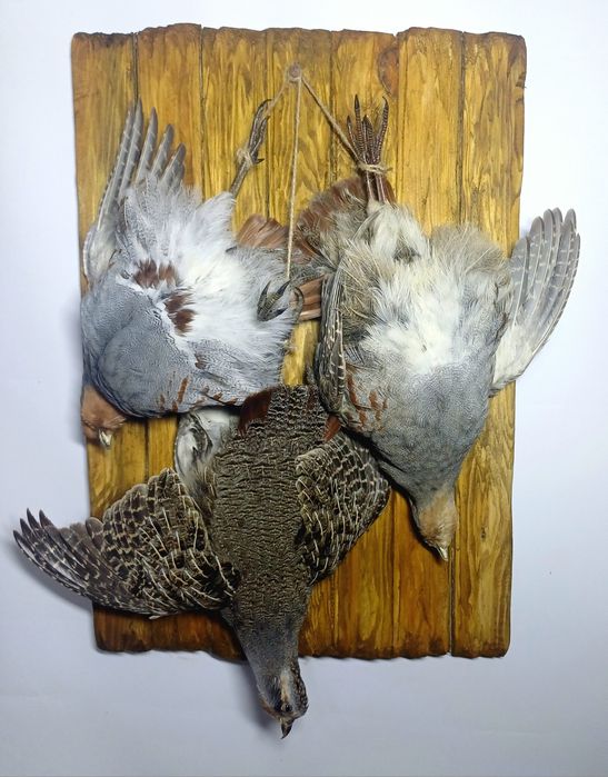 Таксидермія опудало