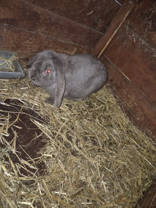 Baran francuski  Samiec