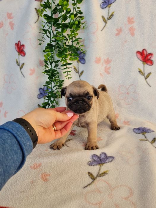 Excelente Pug Carlin beje de Qualidade