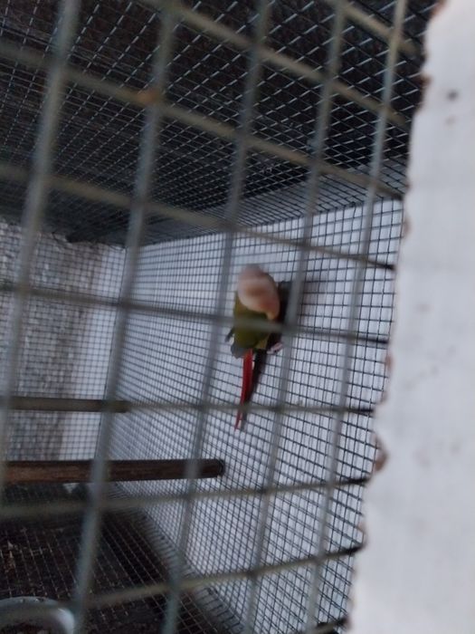 Cedesse duas pyurras macho