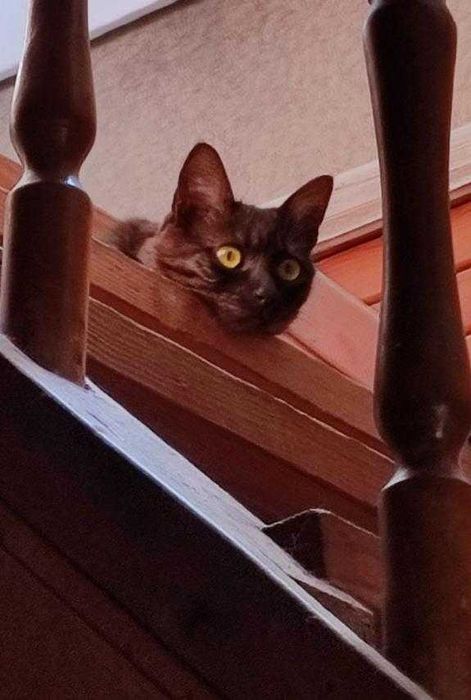 Віддамо кошеня в добрі руки!