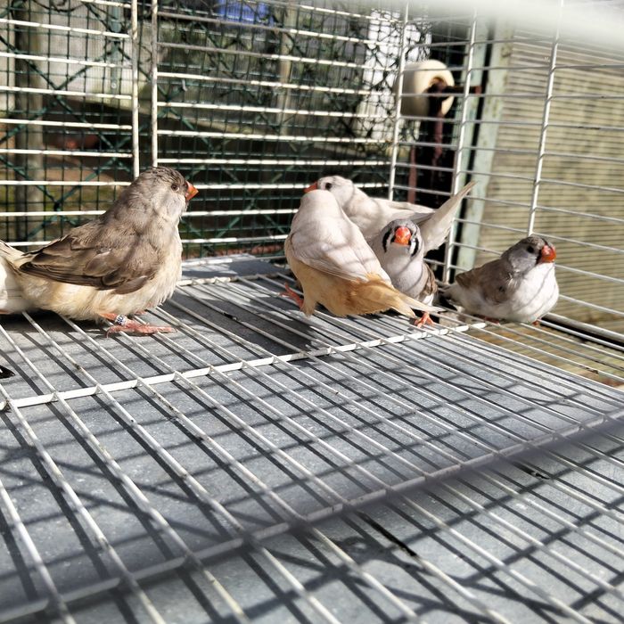 Venda Diamante Mandarins Gigantes