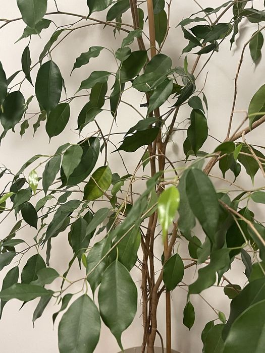 Fikus benjamina 140cm