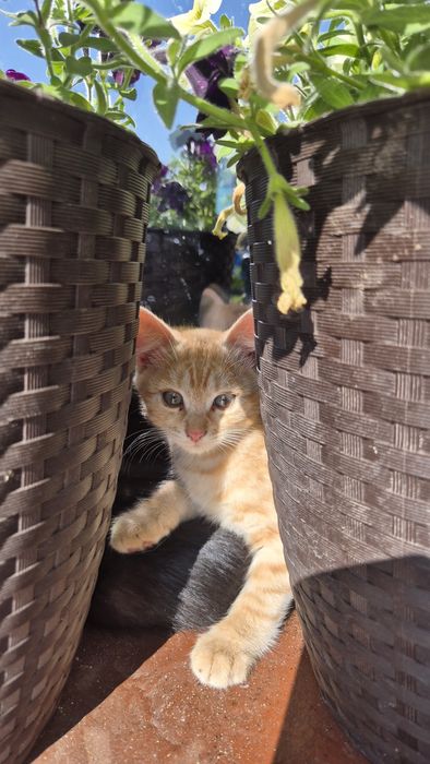 Котинятка,  котик