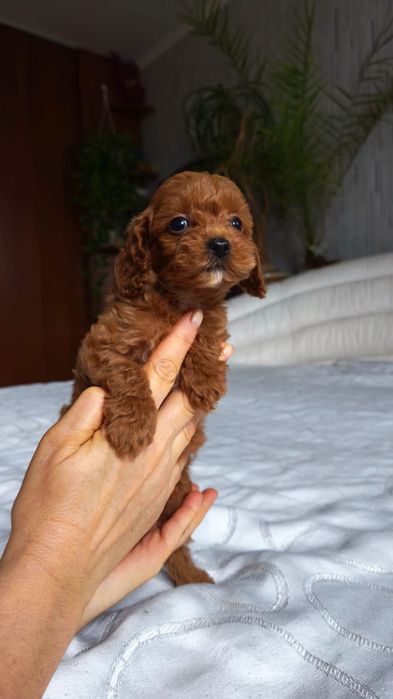 Той пудель  тикап ксу  мальчик