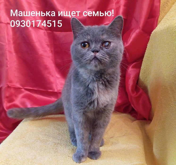 Машенька ищет дом и надежную семью!