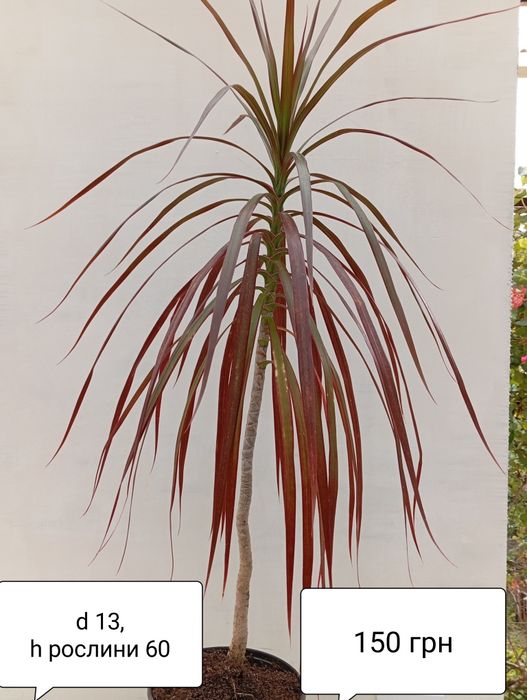 Драцена  Лемон лайм , Драцена Маргіната ,юка