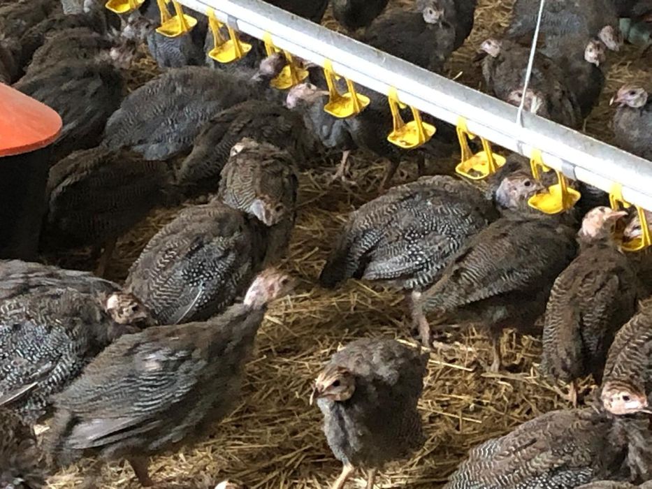 Sprzedaż drobiu odchowanego. Kury,kaczki,gęsi,perliki,brojlery