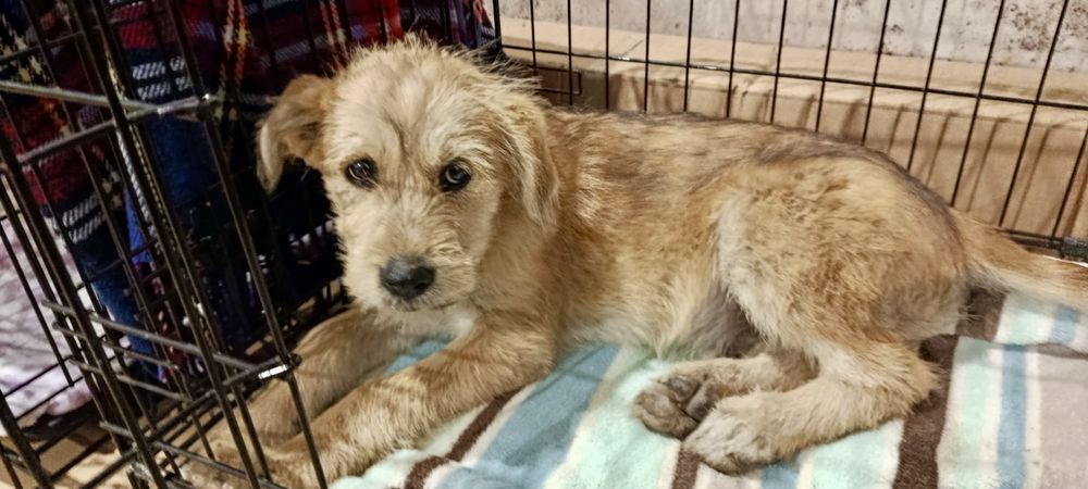 Cães bebés para adoção responsável