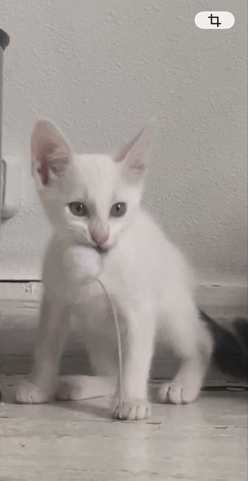Котята в добрые руки Днепро