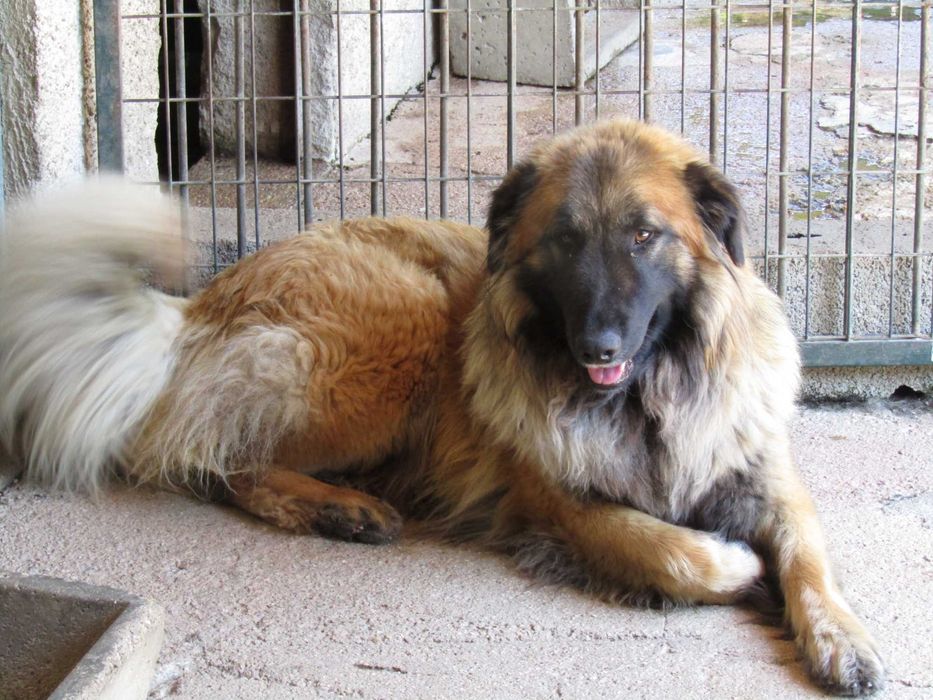 Fêmea Serra da Estrela com Pedigree.