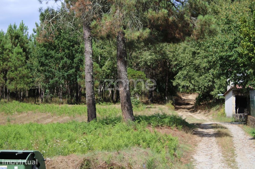 Terreno com pinhal e e mato a 15 minutos de Viseu
