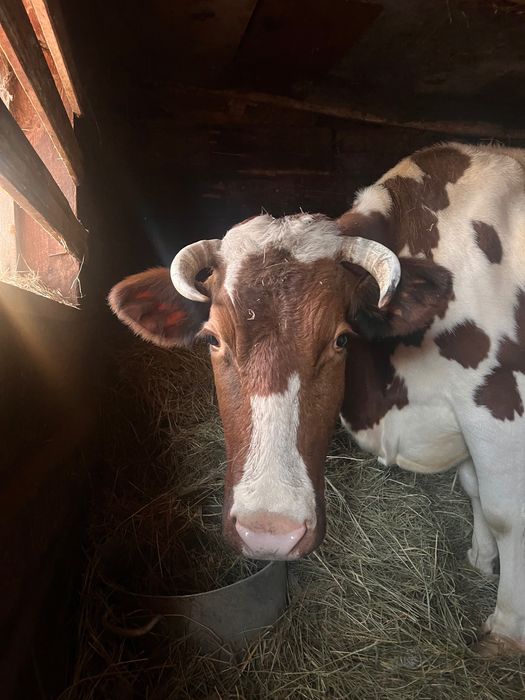 Продам гарну корову