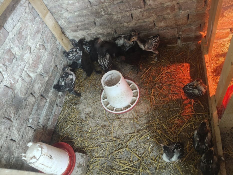 Kurczęta Ayam cenami wayandety brahma