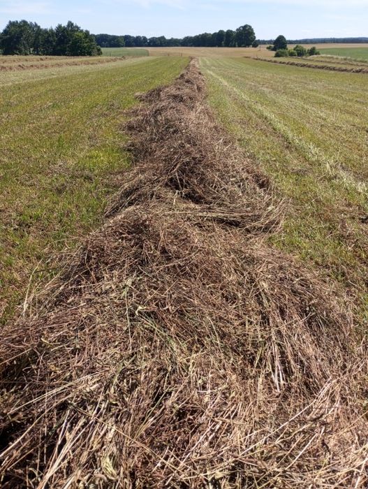 Sprzedam babkę lancetowatą suszona siano dla koni, bydła, kóz