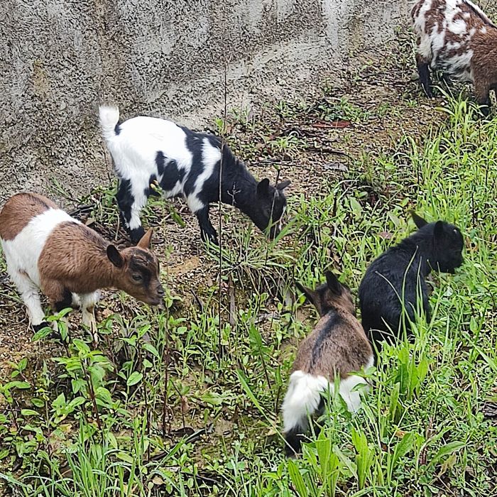 Cabras e cabritos anas