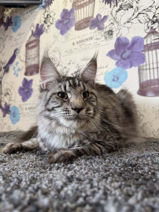 Мейн-кун дівчинка