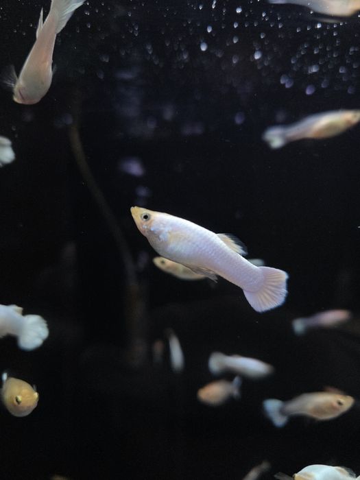 Gupik samce snow white