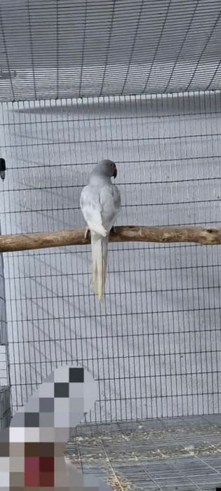 Ring neck macho 2024