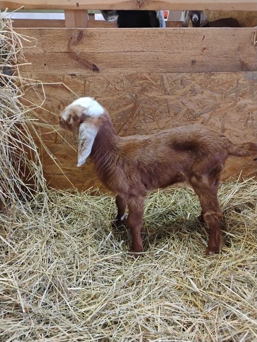 Piękna kózka anglonubijska