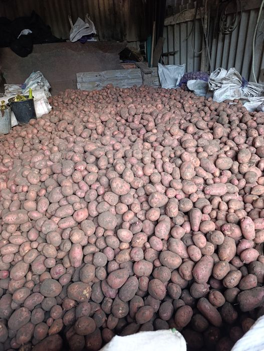 Продам велику картоплю сорт Вереміївка ,Роко