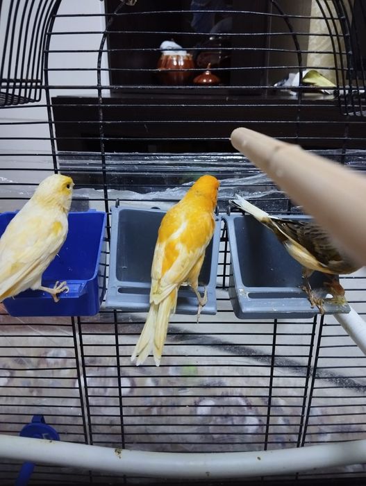 Канарейки молоденькие