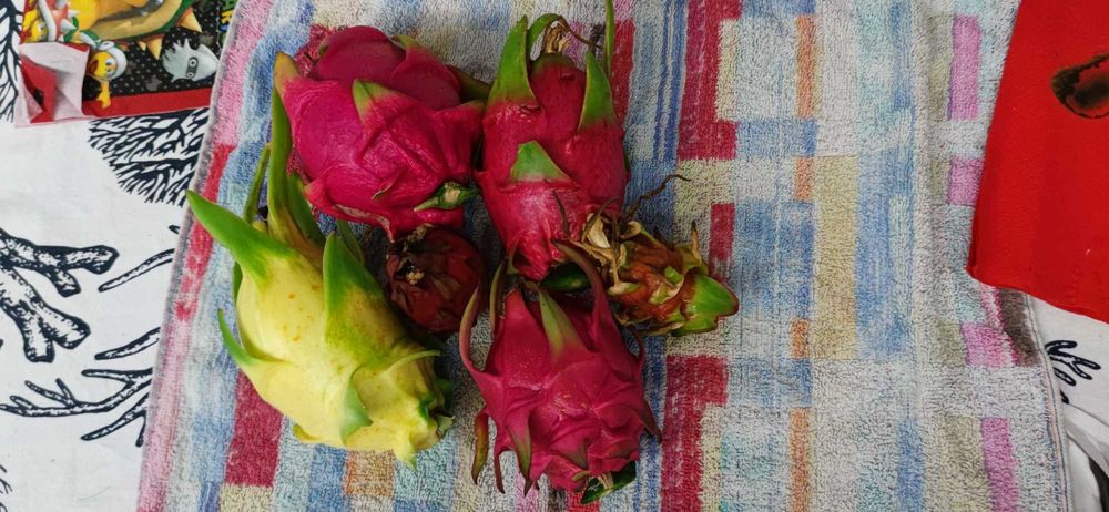 Pitaya fruta do dragão