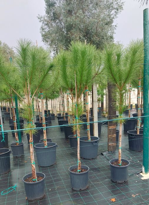 Lote 10 pinheiros mansos 1.60/1.80