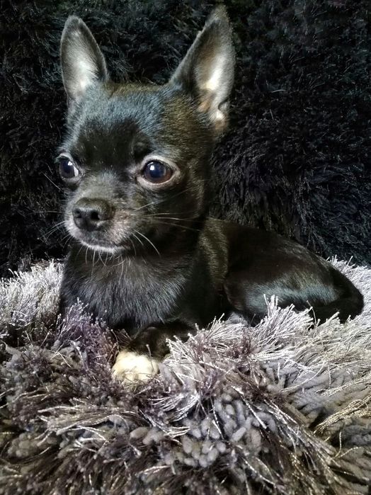 Вязка   чихуахуа