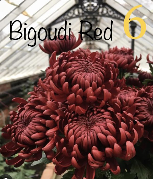 Хризантеми великоквіткові високопослі на зріз