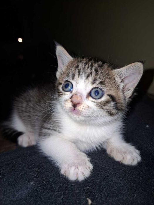 Gatinho para doação em Leiria