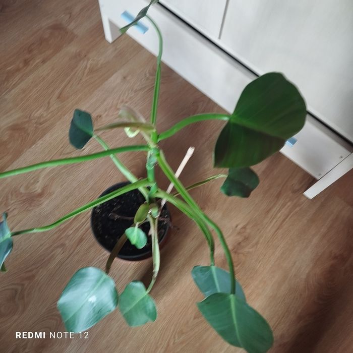 Philodendron sharoniae