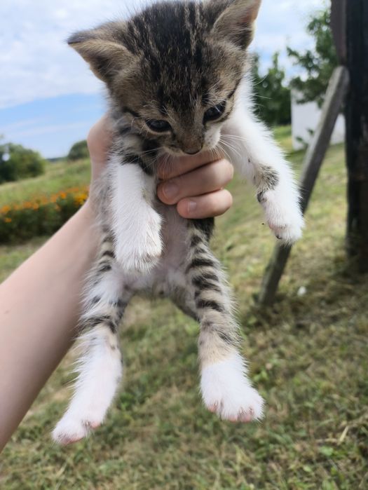 Котята девочки, 1.5 месяца