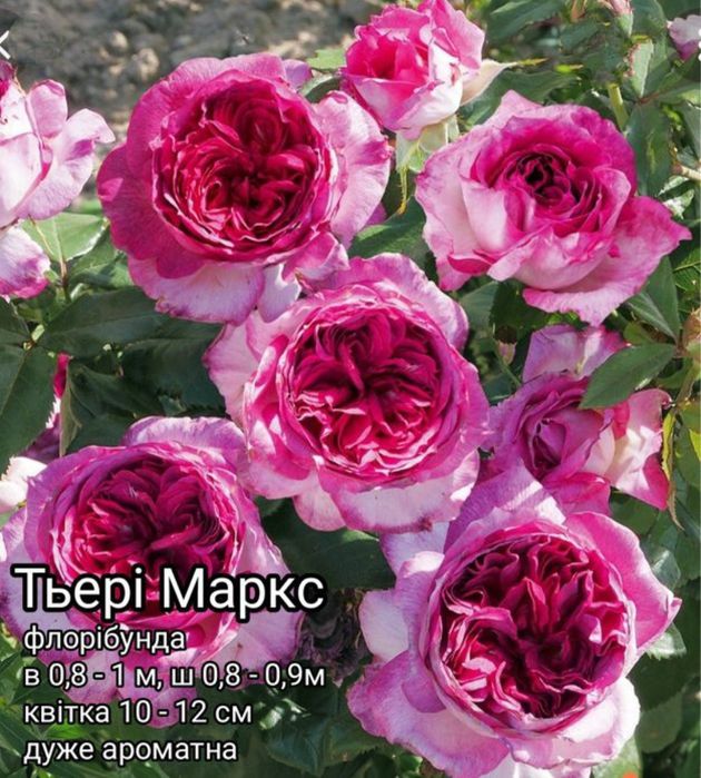 Саджанці троянд Саженцы роз