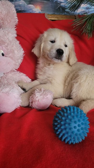 Малыши голден ретриверы