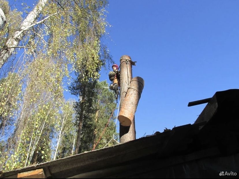 Спил Деревьев. Безопасно. Альпинист