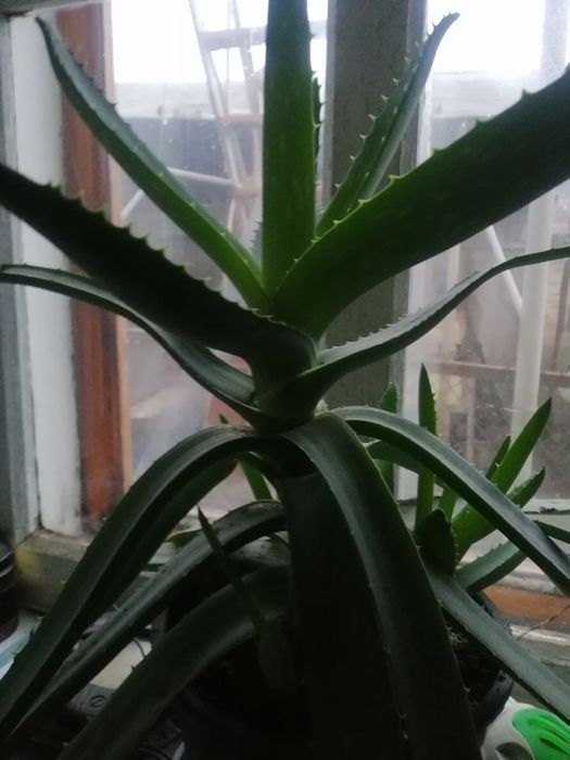 Продам алое вера