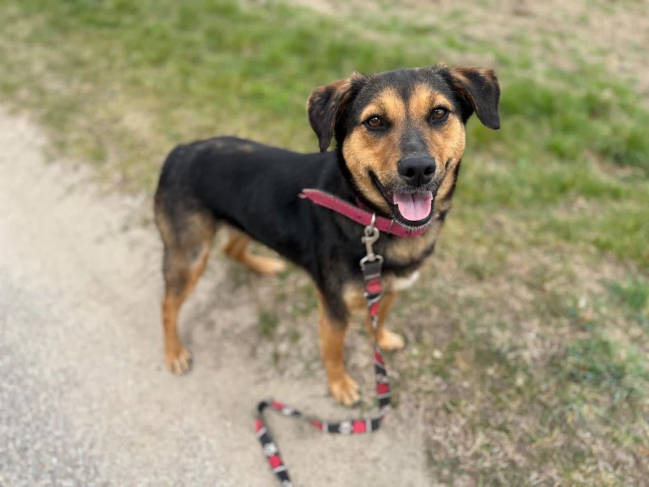 1,5-roczna Samanta poleca się do adopcji