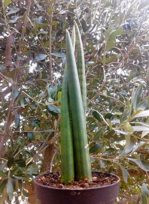 Lança e Espada-de-São-Jorge e Santa-Bárbara (Sansevierias)