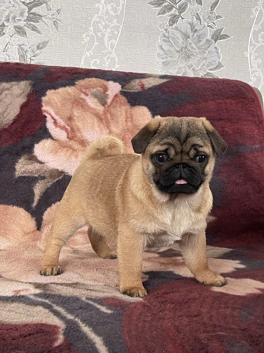 Мопс цуценя, мопс щенок , чихуа, гриффон, пти брабансон, бишон