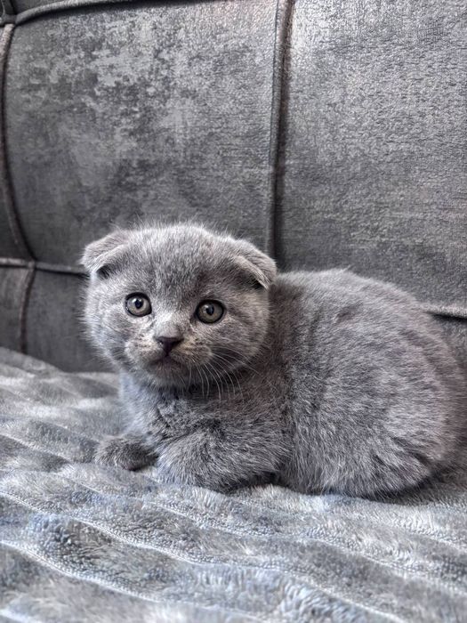 Шотландські висловухі  кошенята