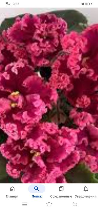 Приму в дар фиалки и другие комнатные растения